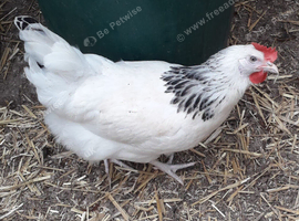 Light Sussex pullets 16to18 weeks