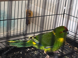 Kakariki female 10 weeks old semi tame