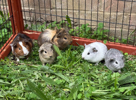 Various baby guinea pigs