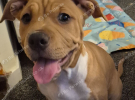Bully x bulldog