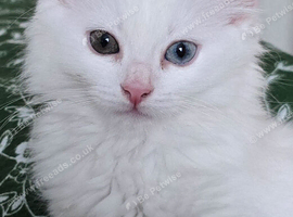Female kitten