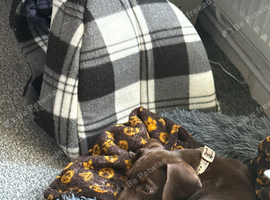 Beautiful Dachshund for sale