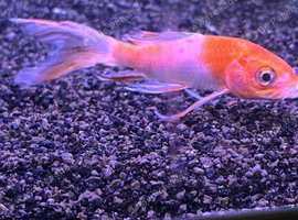 Small koi