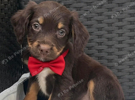cocker spaniel puppies chocolate&tan