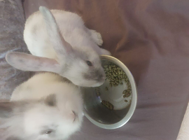 12 week rabbits