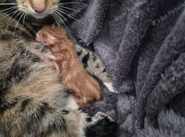 Kittens for sale