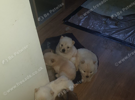 7 beautiful teddy bear chow chow puppies