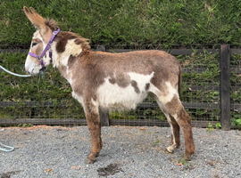 Jenny donkey