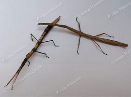 Various surplus inverts for sale - stick/leaf insects, mantis, snails