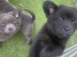 French spitz