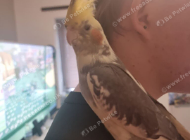 Semi Tame male cockatiel 3 months old