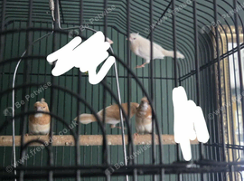 Young Bengelese Finches