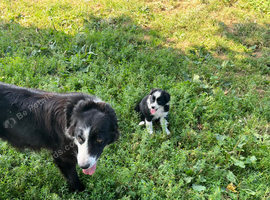 Border Collie Puppies