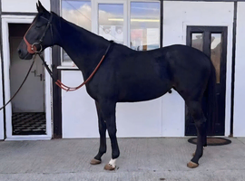 3yr old Bay filly 15.3, 2yr old Brown filly 15.2