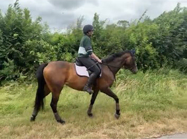 Stunning quality ROR registered event/dressage prospect