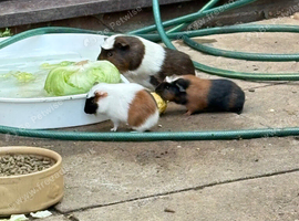 7 baby guinea pigs