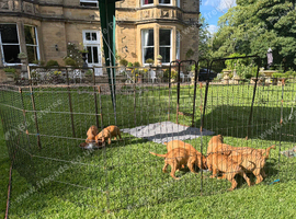 Female Hungarian Vizsla puppies