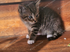 Mix ragdoll boy kittens for sale