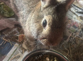 Netherland dwarf