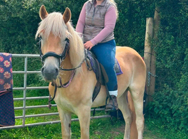 Cracking 15hh gelding
