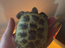 Tortoise