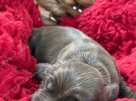 Chunky Show Type Cocker Spaniel Puppies Looking for Loving Homes