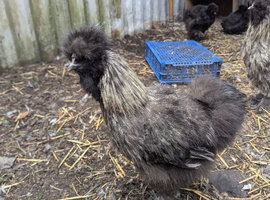 Silkies cockerels