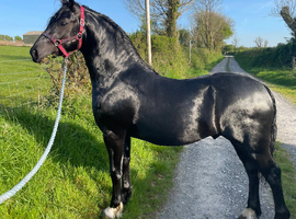 Registered 3 Year Old Colt