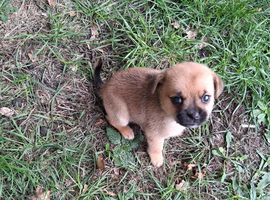 POM/PUG MALE PUPPY