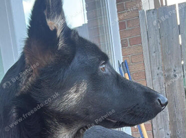 Fifi stunning puppy
