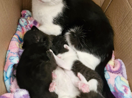 5 lovely kittens looking for a new home