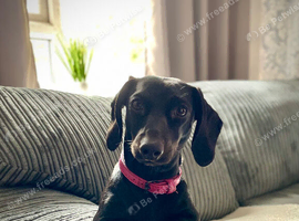 Female Mini Dachshund PENDING COLLECTION