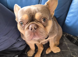 VERY RELUCTANT SALE , 2YR OLD FRENCH BULLDOG.