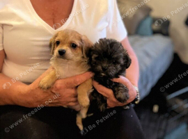 Poochi babies rare chihuahua x toy poodle puppies