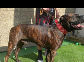 Cane Corso x Presa Canario Puppies