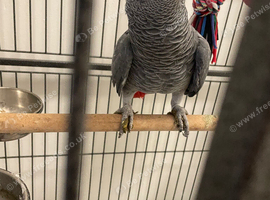 Tame and talkative African grey