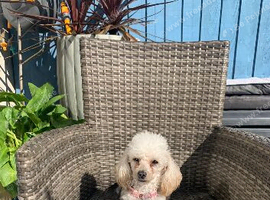 Beautiful KC toy poodle