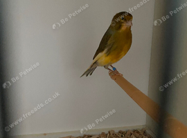 Herz roller green canary cock