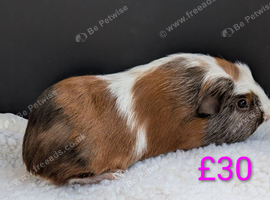 Male & female Baby Guinea pigs for sale
