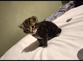Beautiful tabby kitten for sale