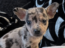 Puppies for sale