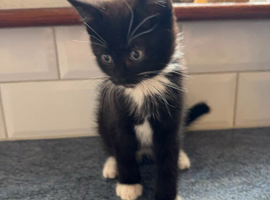 5 beautiful kittens for sale