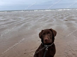 Male chocolate lab