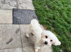 Maltipoo