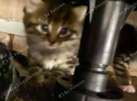 Beautiful kittens looking for new home