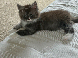 Maine coon kitten
