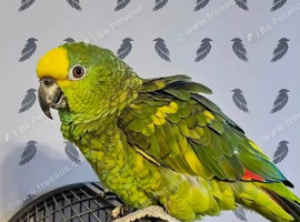 Oscar