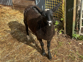 Zwartble ewe lamb