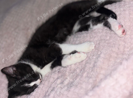 kitten