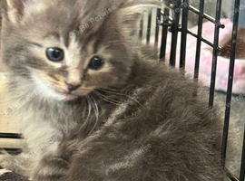 2 fluffy blue eyes kittens available
